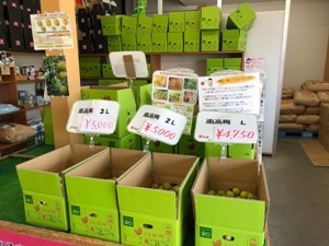 梅がケースに入れられて選別されている様子